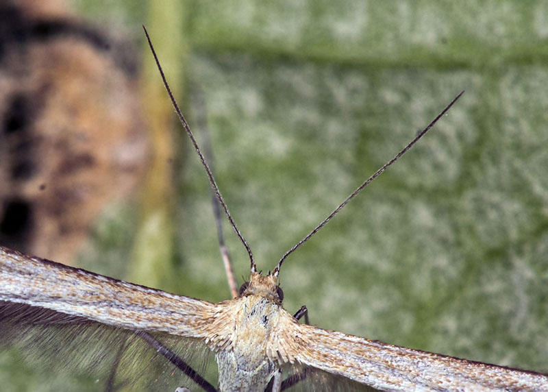 Pterophoridae da id: Merrifieldia leucodactyla